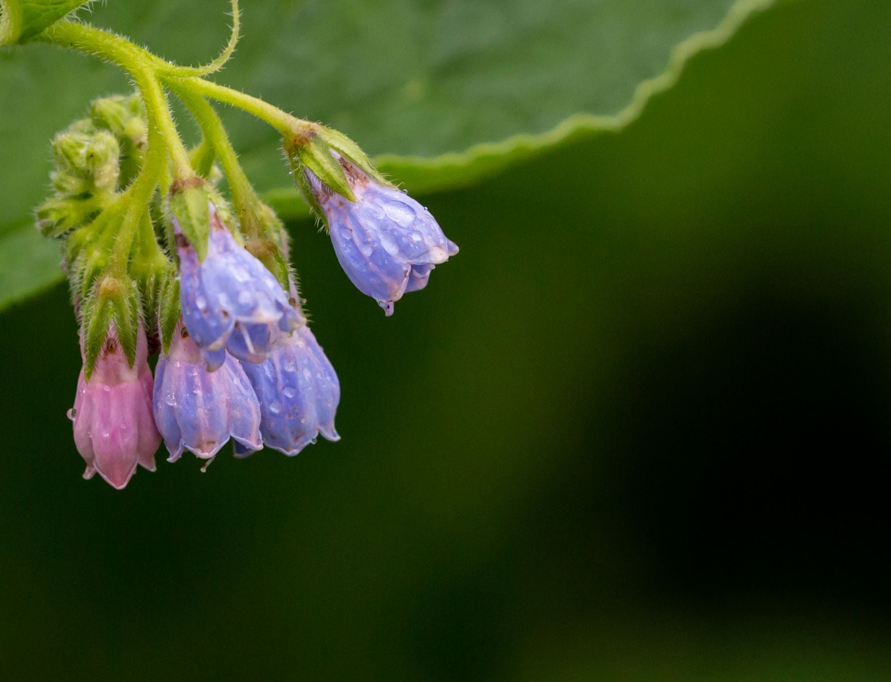 Allantoin