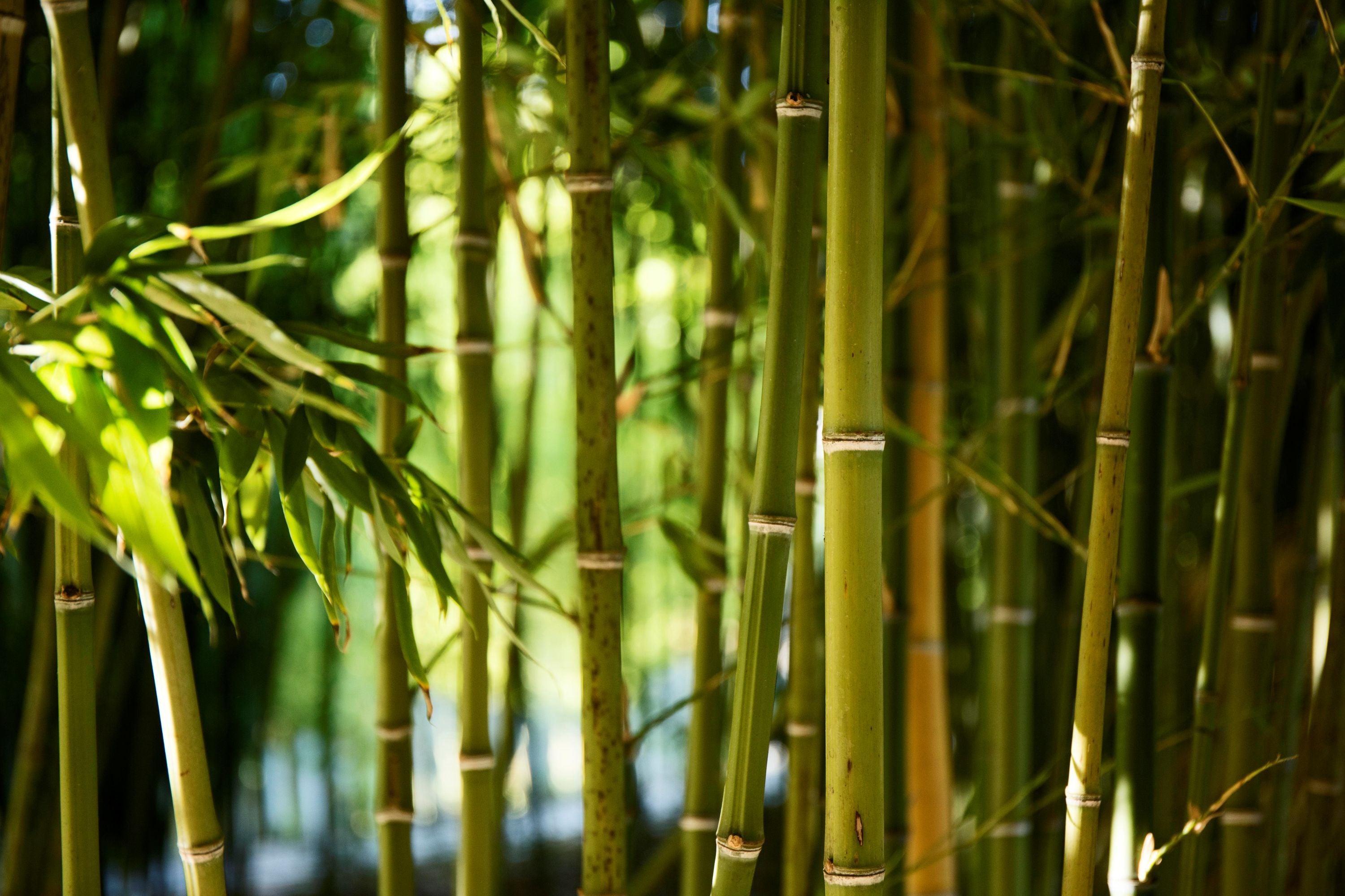 Bamboo Extract