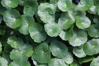 Cica Extract