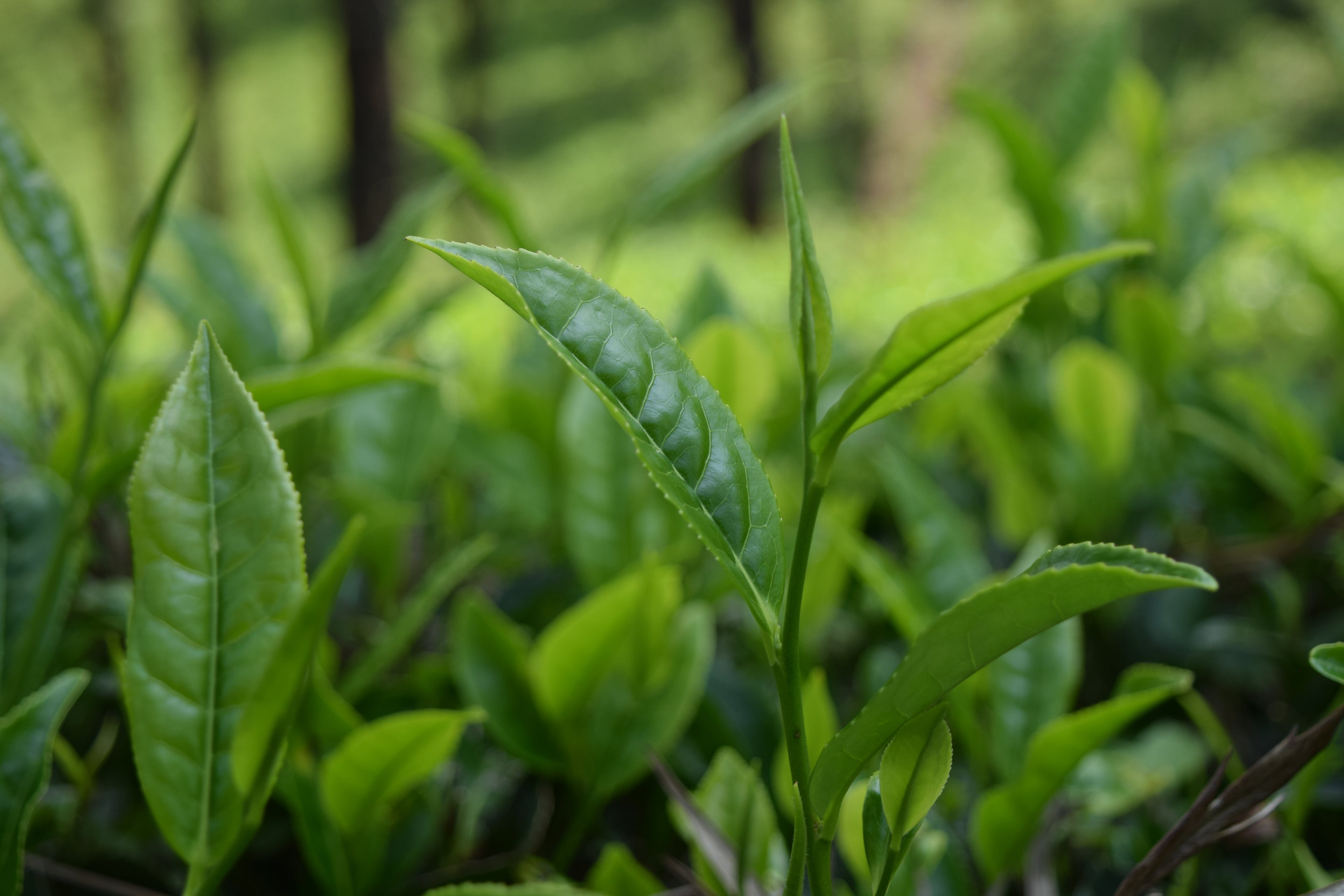 Green Tea Extract