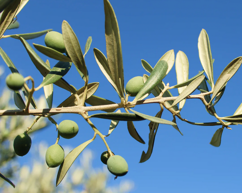 Olive Squalane