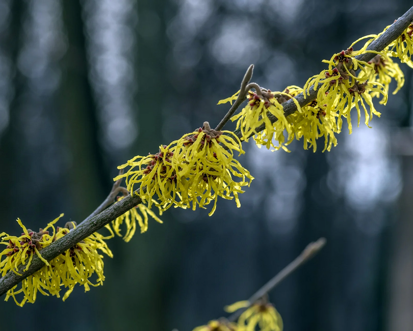Witch Hazel Extract