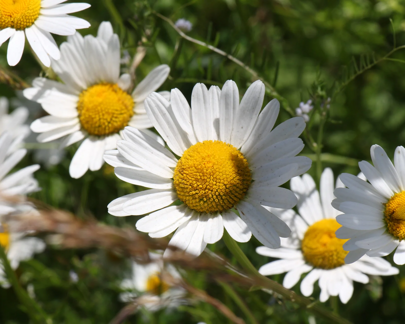 Chamomile Extracts